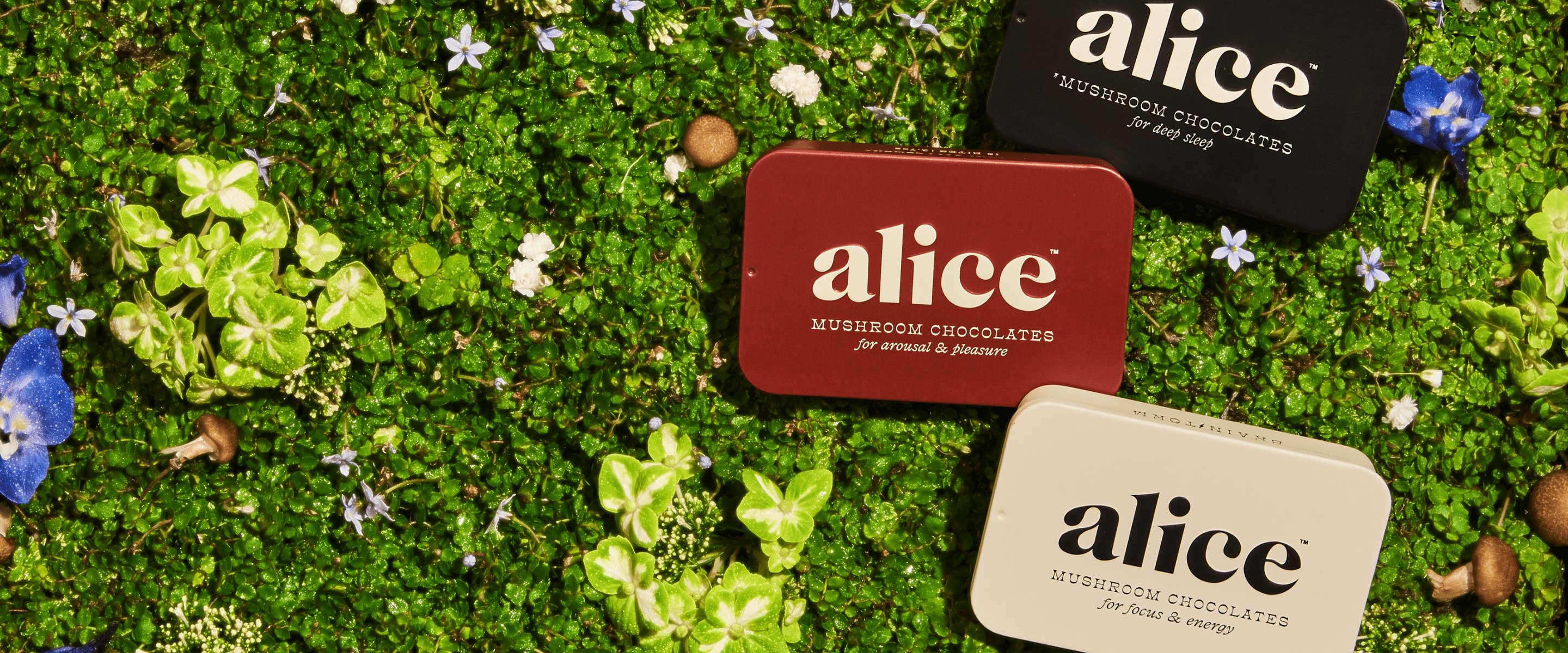 Alice Mushrooms 